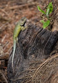 Close-up of lizard on leaf