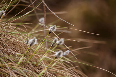 A beautiful cotton grass in a swamp in early spring