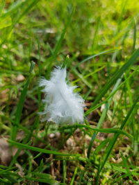 High angle view of white dandelion flower on field