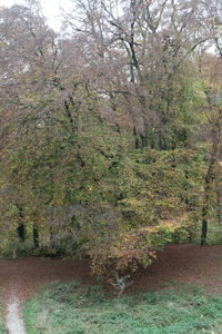 Trees growing in forest