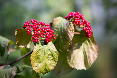 Close-up of red berries growing on plant