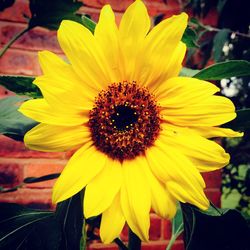 Close-up of yellow flower