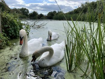 Swans swimming in lake