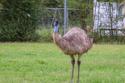 Bird standing in a field