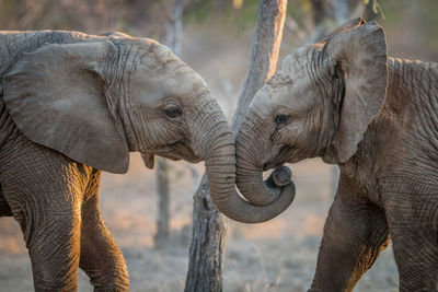 Elephants in forest