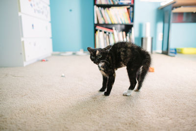 Kitten in defense with ears back and an arched back