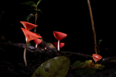 Close-up of red flowering plant