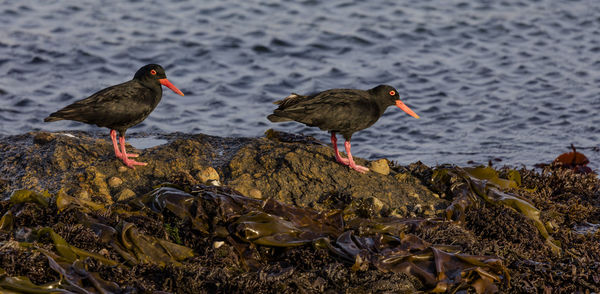 Birds perching on rock in sea