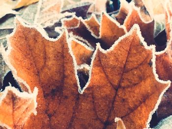 Close-up of autumn leaves