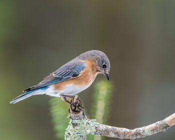 Close-up of bird perching on twig