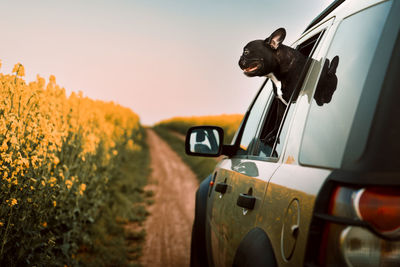 View of french bulldog dog in car on road against rapeseed field at sunset