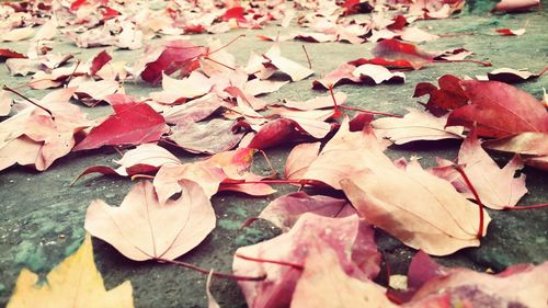 Close-up of maple leaves on ground