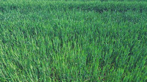 Full frame shot of wheat field