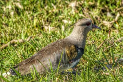 Close-up of an animal on grassy field