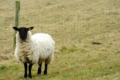 Sheep standing on field