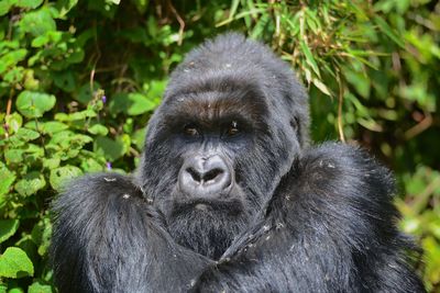 Silverback mountain gorilla