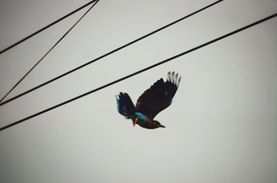 Low angle view of a bird flying