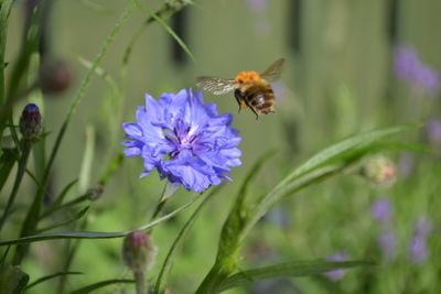 Close-up of bee on purple flower