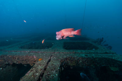 View of fish swimming in sea