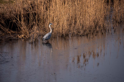 High angle view of gray heron perching on a lake