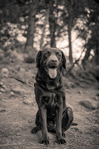 Portrait of dog sitting on land