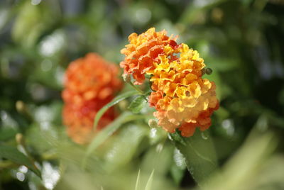 Close-up of orange flower