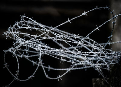 Close-up of twigs