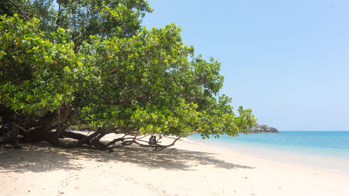 Trees on beach against clear sky