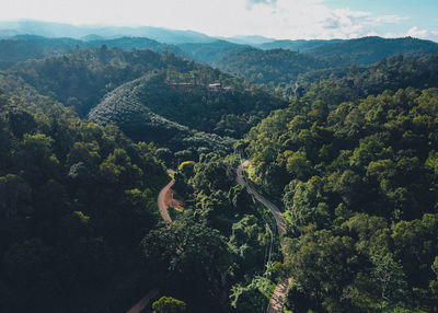 High angle view of trees in forest