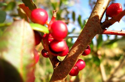 Close-up of red leaves