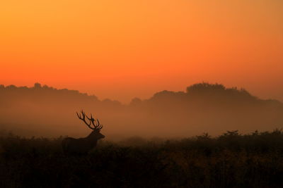 Silhouette of deer against orange sky