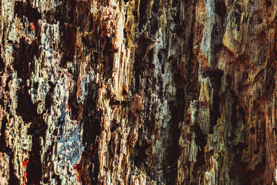 Full frame shot of tree trunk