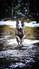 Dog running in snow