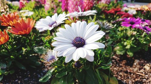 Close-up of white flowers
