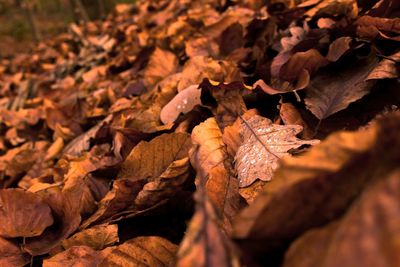 Full frame shot of autumn leaves