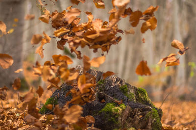 Close-up of plants against blurred background