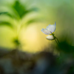 Beautiful white wood sorrel flowers blooming on a forest ground. shallow depth of field. 