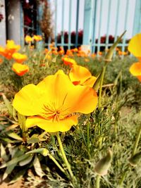 Close-up of yellow flowers blooming outdoors