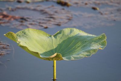 Close-up of lotus water lily in lake