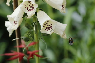 Close-up of bumblebee on white flowering plant