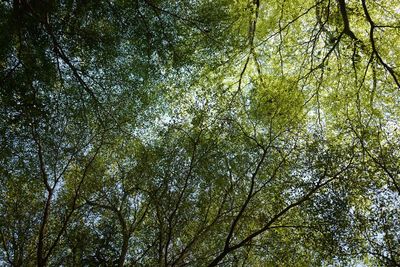 Low angle view of trees in forest