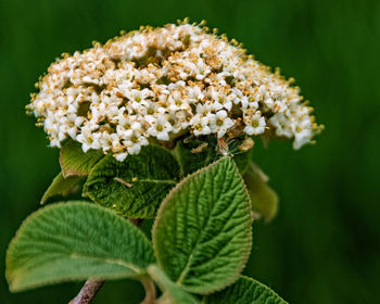 Close-up of insect on plant