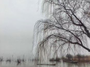 Tree by lake against sky