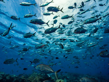 School of fish in sea