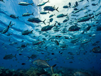 School of fish in sea