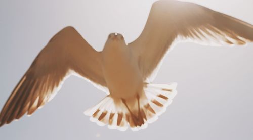 Low angle view of bird flying against clear sky