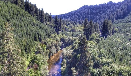 Scenic view of forest against clear sky