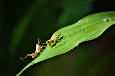 Close-up of insect on leaf