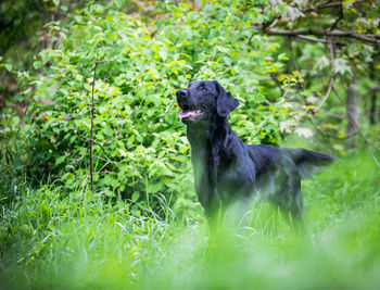 View of dog on field