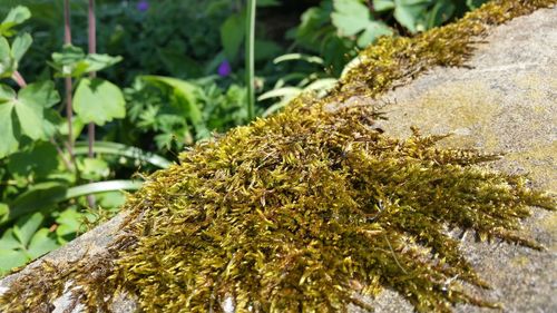 Close-up of moss on rock